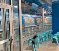 Goldfish Swim School, Flushing, NY